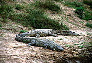Crocodile - Masai Mara